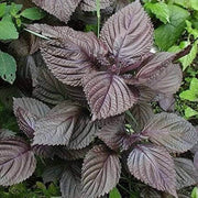 Korean Seeds, Perilla frutescens Herb Seeds