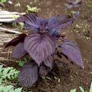 Korean Seeds, Perilla frutescens Herb Seeds
