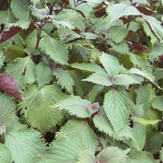 Korean Seeds, Perilla frutescens Herb Seeds
