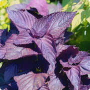 Korean Seeds, Perilla frutescens Herb Seeds