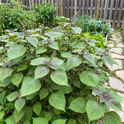 Perilla Seeds – Perilla frutescens