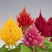 Cockscomb Seeds – Celosia cristata