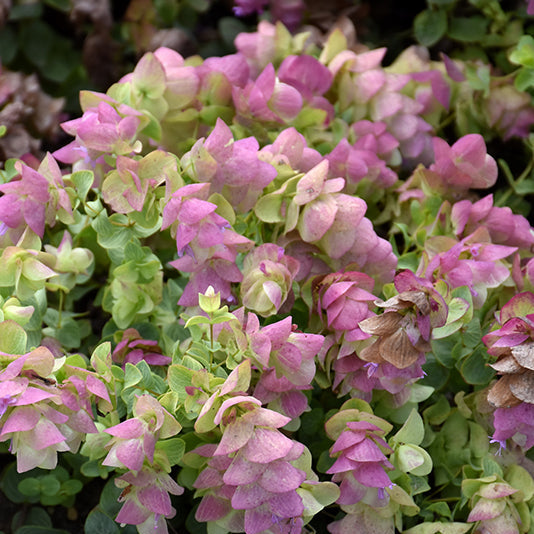 Kirigami Origanum Seeds, Herbal