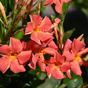 Orange Mandevilla Seeds