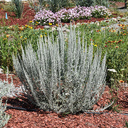 Fringed Sagebrush Seeds, Herbal