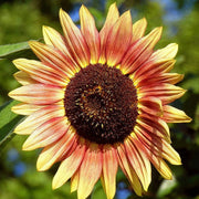 Pink Mix Sunflower Seeds
