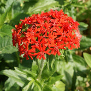 Lychnis Seeds - for Home Gardens Seeds