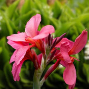 Soft Pink Seeds, Wildflower Anthurium