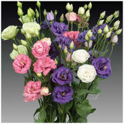 Elegant Lisianthus Seeds