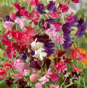Wildflower Lathyrus Odoratus Seeds