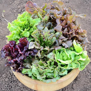 Mixed Lettuce Seeds