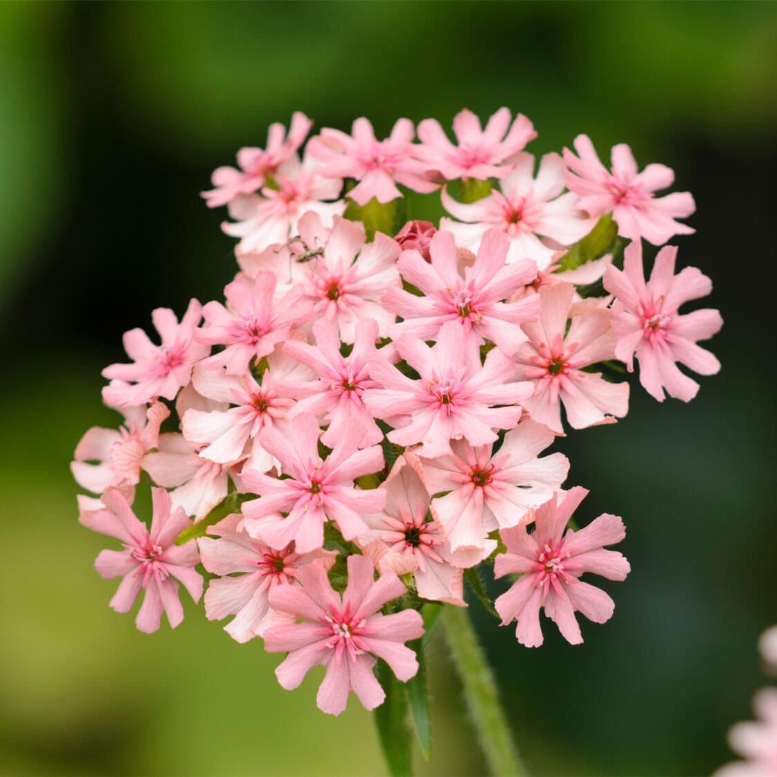 Pinkie Lychnis Chalcedonica Seeds