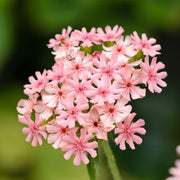 Pinkie Lychnis Chalcedonica Seeds