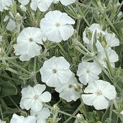 Coronaria Alba Lychnis Seeds