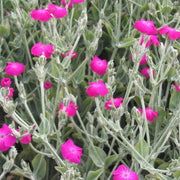 Magenta Silver Catchfly Rose Campion Seeds
