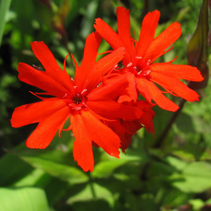 Molten Lava Lychnis Seeds