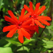 Molten Lava Lychnis Seeds