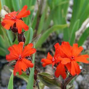 Molten Lava Lychnis Seeds