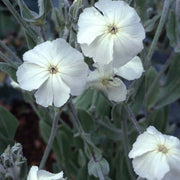 Coronaria Alba Lychnis Seeds