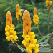 Drought & Heat Tolerant Senna Alata Seeds