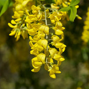 Laburnum Anagyroides Seeds - Herbal Seeds