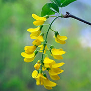 Laburnum Anagyroides Seeds, Golden Chain