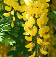 Laburnum Anagyroides Seeds - Herbal Seeds