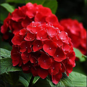 Lacecap Hydrangea Seeds - Flower Plant