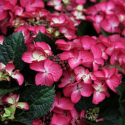 Lacecap Hydrangea Seeds