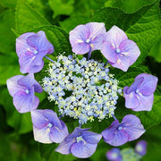 Lacecap Hydrangea Seeds