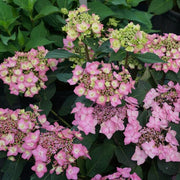 Lacecap Hydrangea Seeds - Flower Plant