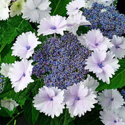 Lacecap Hydrangea Seeds - Flower Plant