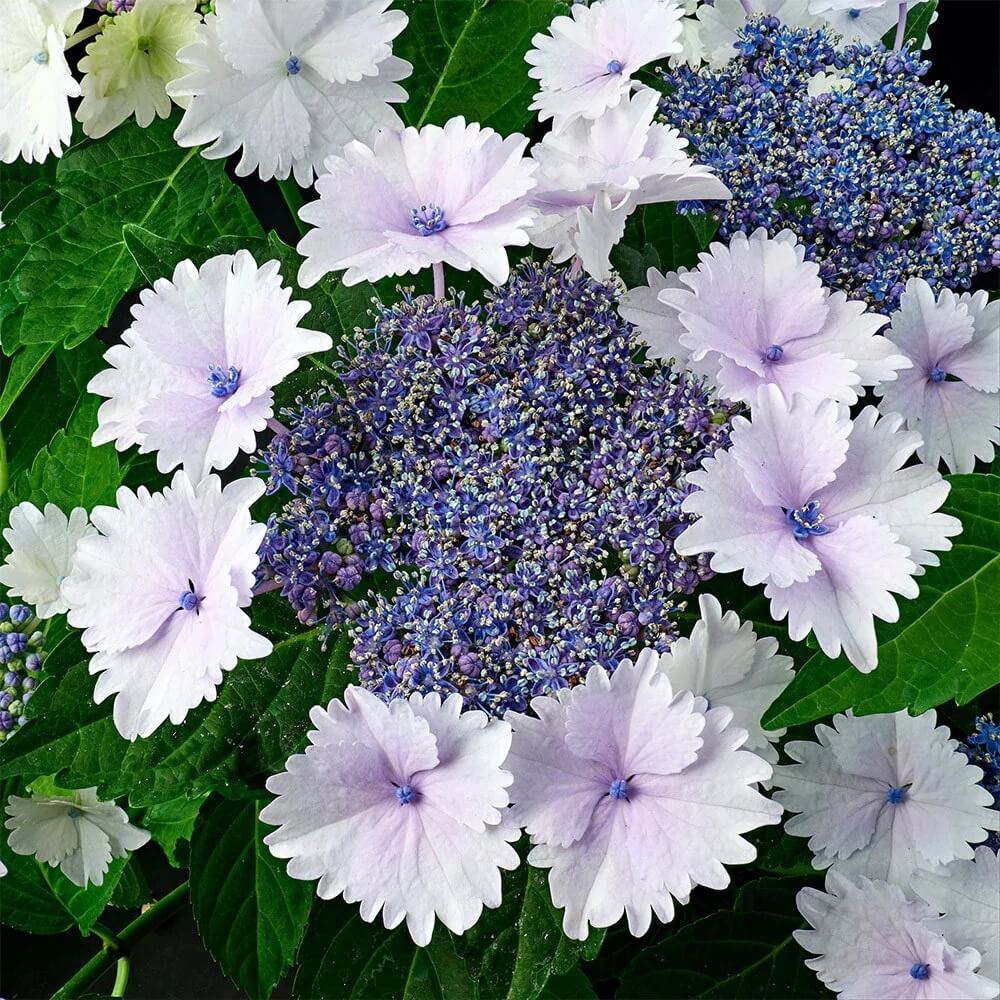 Lacecap Hydrangea Seeds