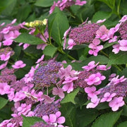 Lacecap Hydrangea Seeds - Flower Plant