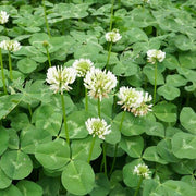 Ladino Clover Seeds