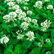 Ladino Clover Seeds