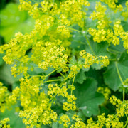 Alchemilla Mollis Seeds Lady's Mantle Seeds, Herbal