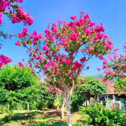 Dark Pink Crepe Myrtle Lagerstroemia indica Seeds