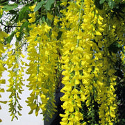 Light Yellow Crepe Lagerstroemia indica Seeds