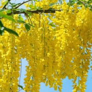 Light Yellow Crepe Lagerstroemia indica Seeds