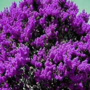 Purple Crepe Myrtle Lagerstroemia indica Seeds