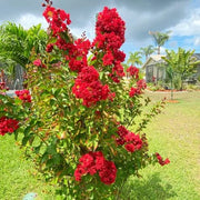 Red Crepe Myrtle Lagerstroemia indica Seeds