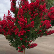 Red Crepe Myrtle Lagerstroemia indica Seeds