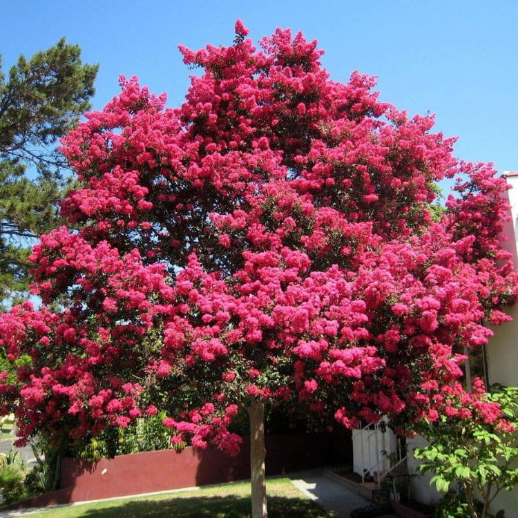 Dark Pink Crepe Myrtle Lagerstroemia indica Seeds