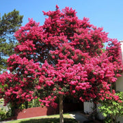 Dark Pink Crepe Myrtle Lagerstroemia indica Seeds