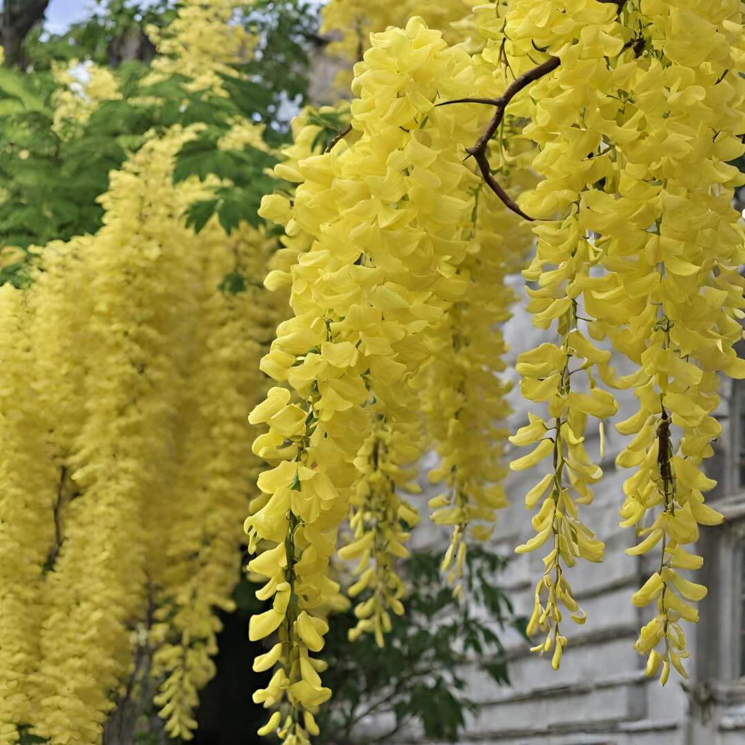Light Yellow Crepe Lagerstroemia indica Seeds