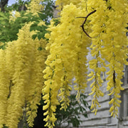 Light Yellow Crepe Lagerstroemia indica Seeds