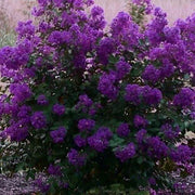 Purple Crepe Myrtle Lagerstroemia indica Seeds