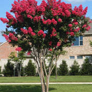 Red Crepe Myrtle Lagerstroemia indica Seeds