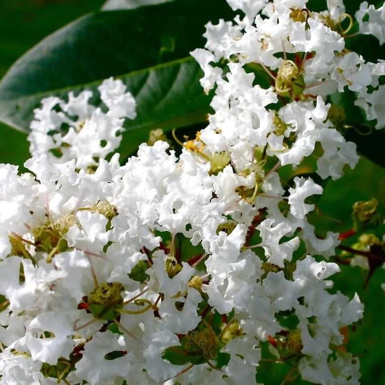 White Crepe Myrtle Lagerstroemia indica Seeds